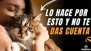 7 RAZONES POR LAS QUE TU GATO TE SIGUE A TODAS PARTES 