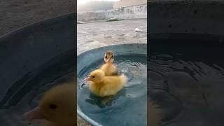 Baby ducks first bath first time swimming cute little baby duck #beautiful #bird #youtubeshorts Duck