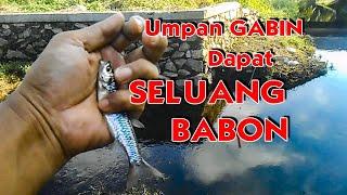 Umpan Gabin Dapat Seluang Babon 