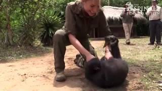 The Aspinall Foundation Saves Orphaned Gorilla Loukolela