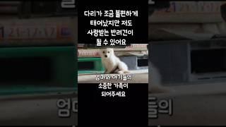 복숭아 밭에서 추운 겨울을 보내고 있는 아이들의 소중한 가족이 되어주세요 #강아지#반려견#유기견#입양#임보#아기#가족#pet#dog#puppy#family#adoption