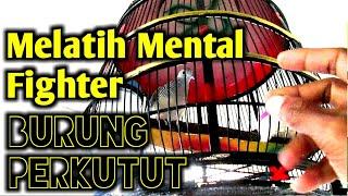 Cara melatih mental perkutut lokal