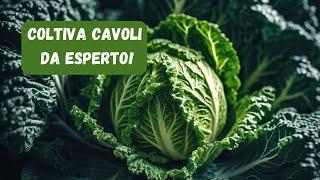 Come Coltivare con SUCCESSO Cavolo Verza e Cappuccio