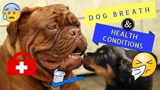 Dog Breath and Health Conditions