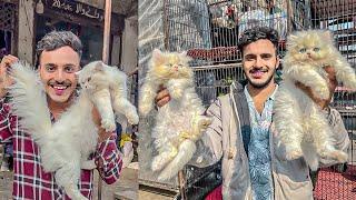 Persian cat price in Lahore - Triple Coat Punch Face Cats - Tollintion Market Lahore - Cat Market ||