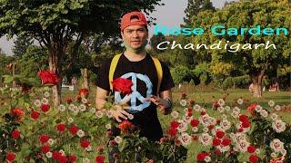 Rose Garden Chandigarh ||  Asia's largest Rose Garden || Cinematic Vlog || DSP