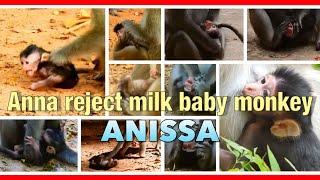 Baby monkey anissa mom reject milk completion.