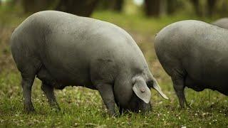 Iberian Pigs | Bugatti Of Hams