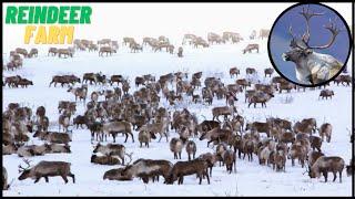 Interesting Facts About Wild Reindeer & Modern Reindeer Farm | 8 Million Of Reindeer!