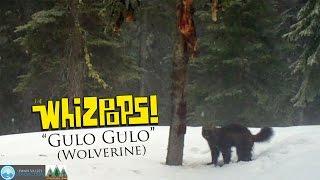 Gulo Gulo (Wolverine Song) by The Whizpops!