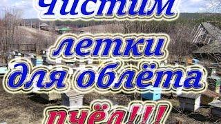 Первые пасечные работы на пасеке с проверкой лёта пчёл и чистка летка для облёта, для начинающих