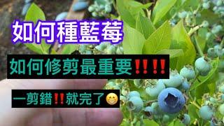 如何種藍莓‼️正確修剪就成功了一半‼️‼️絕對值得珍藏‼️How to grow blueberries