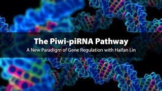 The Piwi-piRNA Pathway: A New Paradigm of Gene Regulation with Haifan Lin