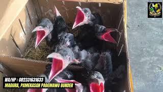 Stock ambyar setiap hari dikios burung madura...