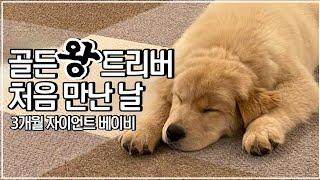 왕 크니까 왕 귀여운 3개월 골든리트리버 새끼 강아지 입양 첫 날 (전문견사 입양 VLOG)