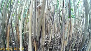 Great reed warbler (Acrocephalus arundinaceus) nest 2016 06 10