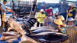 Chạm Mặt Cá Cờ 140kg Ở Cảng Hòn Rớ | Cô Khán Giả Đi Biển Mấy Chục Năm