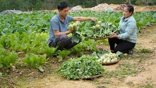 Harvest a lot of produce from the garden to sell, Living With Nature