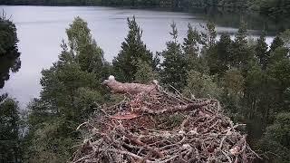 Live osprey nest camera at Loch of the Lowes Wildlife Reserve