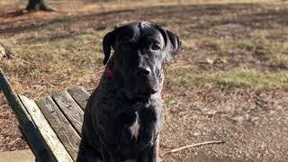 Lehigh Valley Dog Trainers: 2 Week Board & Train Before & After ||| 7 mo old Cane Corso ||| King