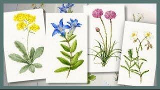 BOTANICAL ART   Technique tips and ideas from a recent commission