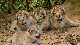 The lion cub has never met its cousin | Lioness leaves her group while pregnant