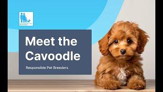 Everything About Cavoodle in 60 Seconds | Cavoodle Facts and Care Tips