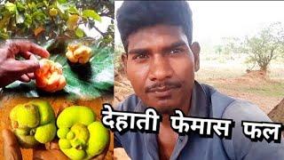 The rustic famous fruit of jharkhand //झारखंड देहाती फेमास फल// बिंदास जूनियर simdega jharkhand vlog