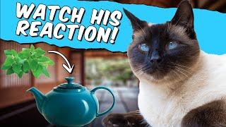 Siamese Cat Reacts to DIY Cat Nip Tea