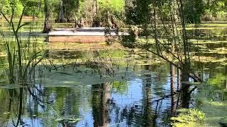 Cypress Gardens Alligator