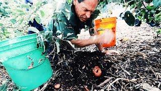 the NO WORK garden Solution : WOOD CHIPS