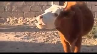 Talking cow