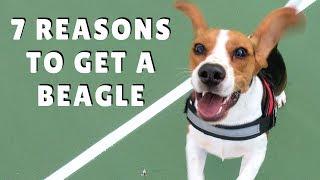 TOP 7 REASONS to get a BEAGLE 