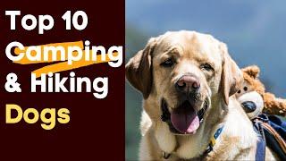 Top 10 Best Camping and Hiking Dogs That Make Great Trail Partners