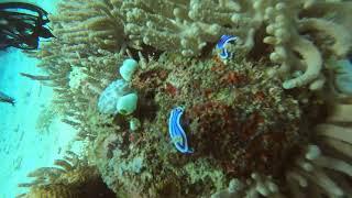 자세히 보아야 예쁘다(바다 달팽이  NudiBranch)