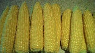 How to Grow Sweetcorn