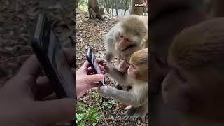 Monkeys Scroll On Social Media | #Shorts | Monkeys Using Mobiles | #ViralVideo | English News Live