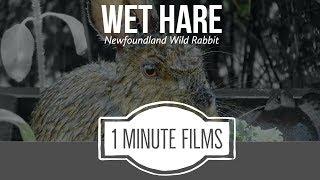 Wet Hare ~ 1 Minute Films