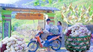 Use Motorbikes! Harvesting Sticky Corn For Sale and HOME Delivery, Flower Growing, vegetable Garden