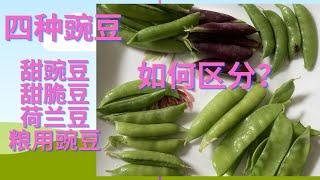 四种豌豆：甜豌豆，甜脆豆，荷兰豆和粮用豌豆