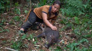 9 days of tracking wild boars, ferocious pigs caught in traps, Survival. alone, survival instinct