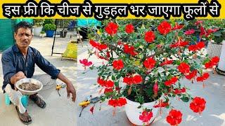 किचन में रखी इस फ्री कि चीज से गुड़हल पर आयेंगे पूरे साल फूल, Hibiscus flowering secret