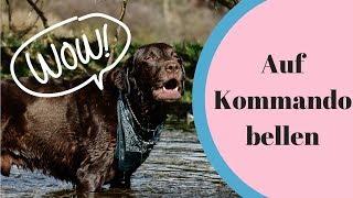 Auf Kommando bellen ► Labrador bellt auf Kommando | Hundetraining