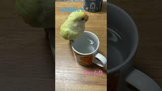 水を飲んでうっとり#鳥#コザクラインコ#バナナ#bird