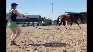 Equidance Juno Watt (Boris) - Longreining.  Young horse training Johnson x Deniro x Fidermark