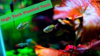 A Tour of the Most Jaw-Dropping Planted Aquarium - You Won't Believe What's Inside!