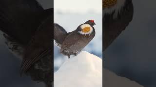 First 12 SPECIES REVEALED on NEW ALBERTA MAP!!! #shorts