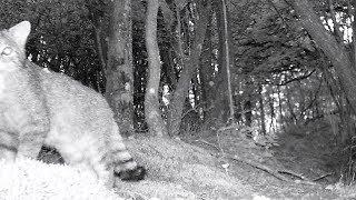 Europäische Wildkatze und junger Rotfuchs. Eifel bei Dohr 24.8.2017