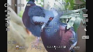 EOS R10 Detection AF Birds