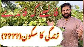 Falsa farming Falsa garden Full knowledge information video￼ Falsa So tasty￼